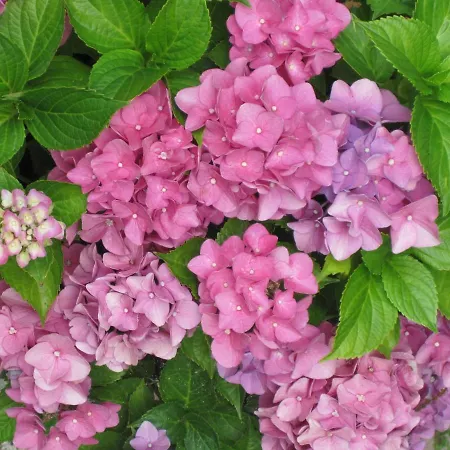 Gioia Garden فندق